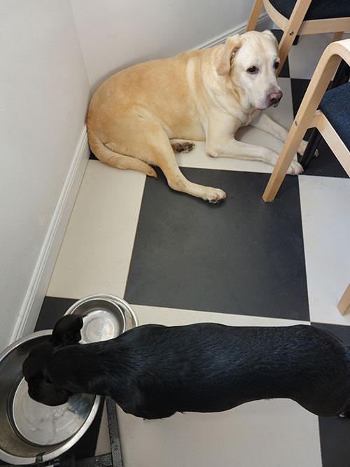 Labrador Leon