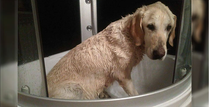 Limba, labradorka do adopcji
