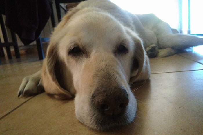Limba, labradorka do adopcji