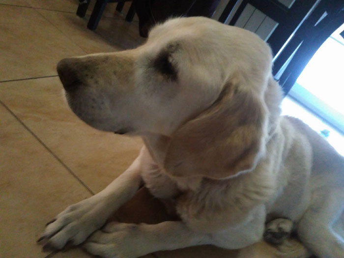 Limba, labradorka do adopcji