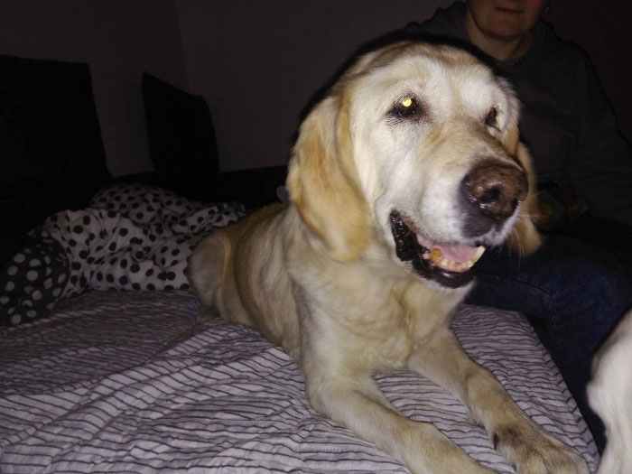 Limba, labradorka do adopcji