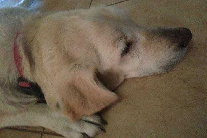 Limba, labradorka do adopcji