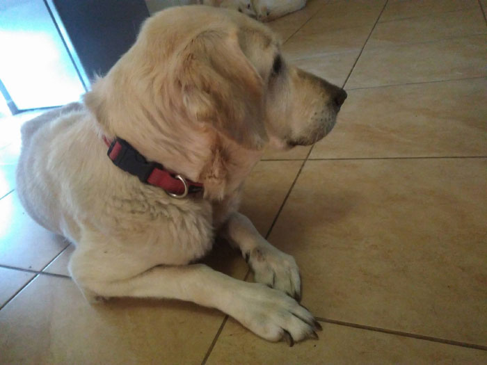 Limba, labradorka do adopcji