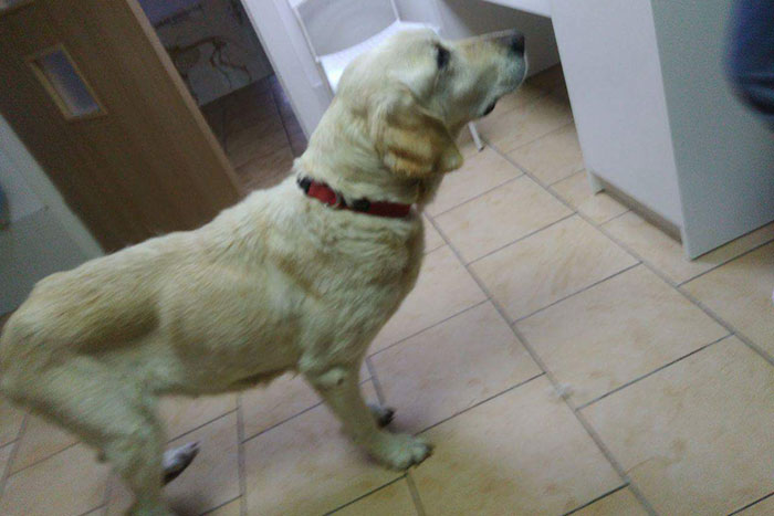 Limba, labradorka do adopcji
