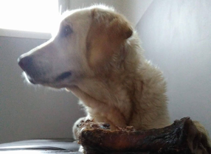 Limba, labradorka do adopcji