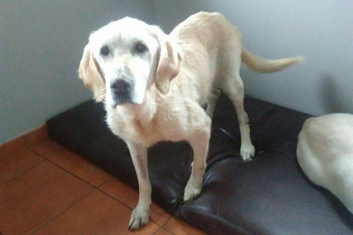 Limba, labradorka do adopcji