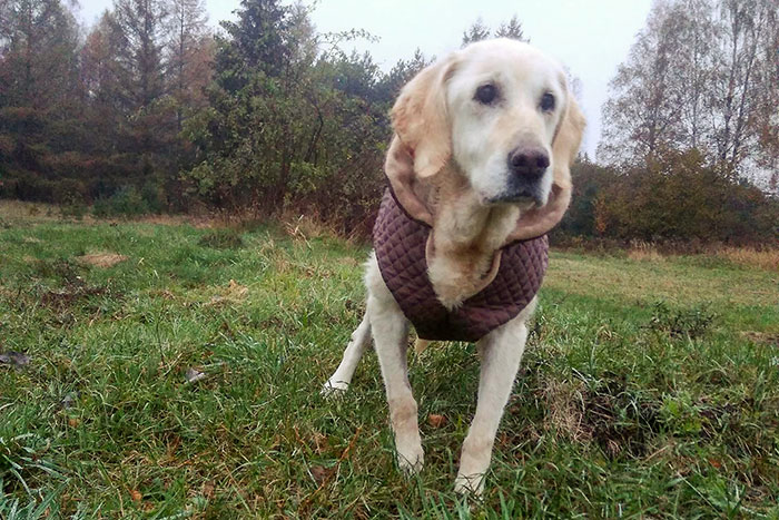 Limba, labradorka do adopcji