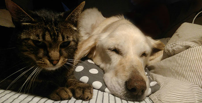 Limba, labradorka do adopcji