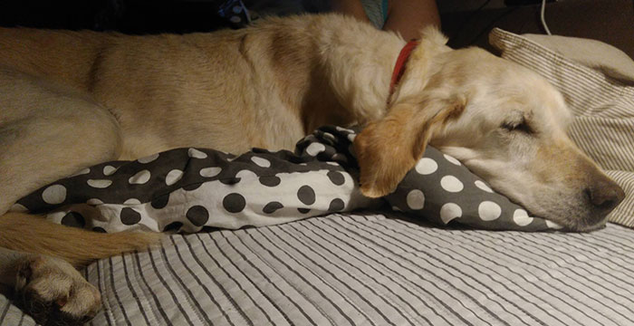 Limba, labradorka do adopcji