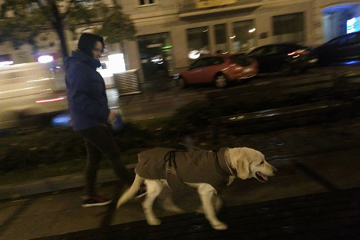 Limba, labradorka w potrzebie