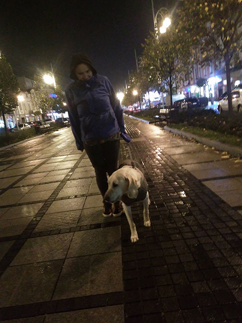 Limba, labradorka w potrzebie