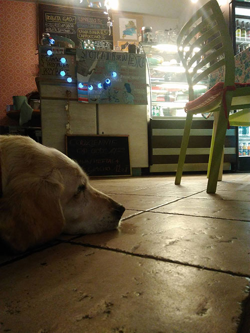 Limba, labradorka w potrzebie