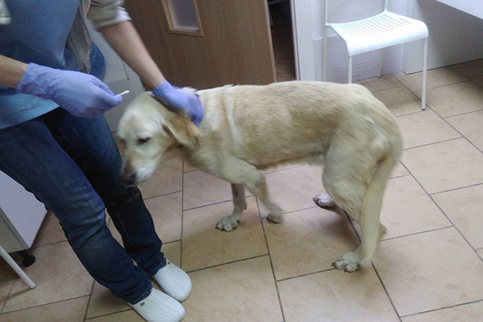 Limba, labradorka w potrzebie