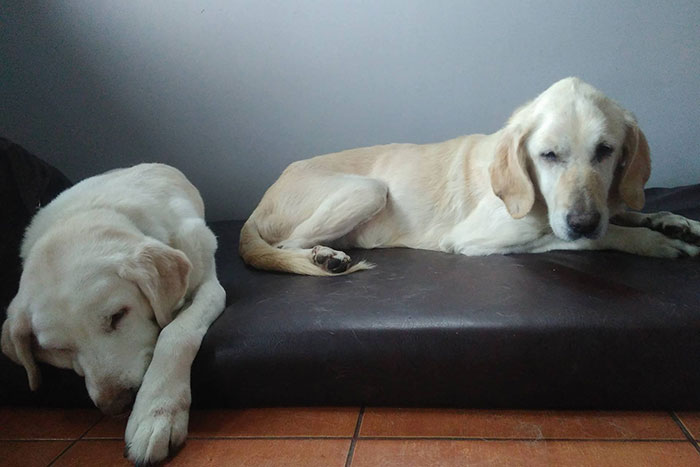 Limba, labradorka w potrzebie