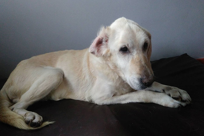 Limba, labradorka w potrzebie