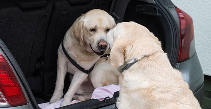 Sali, labrador w potrzebie