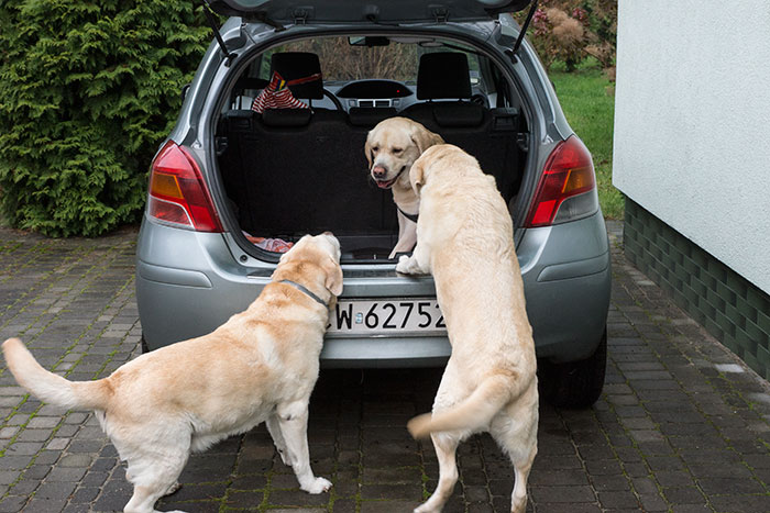 Sali, labrador w potrzebie