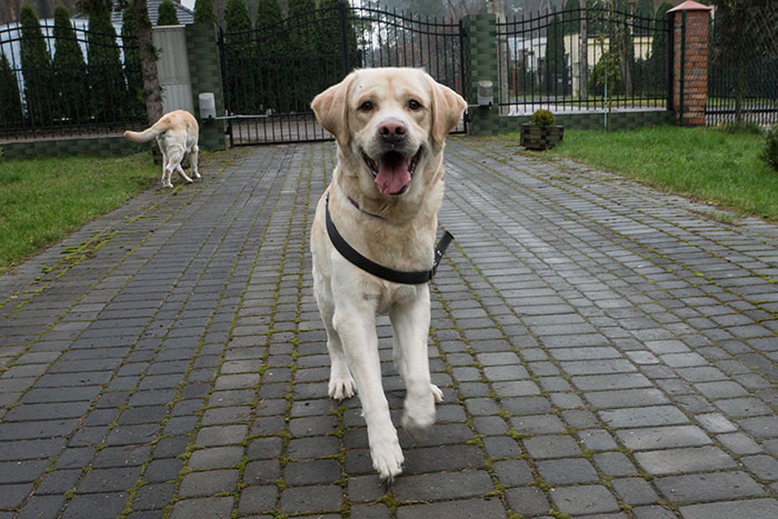Sali, labrador w potrzebie