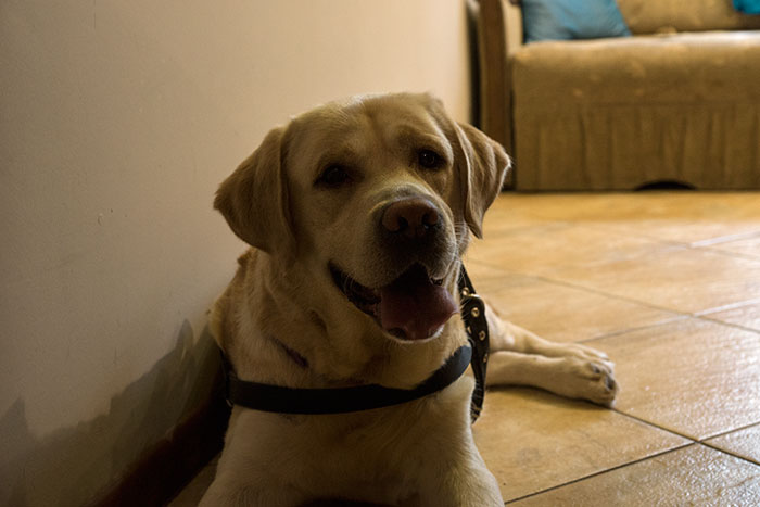 Sali, labrador w potrzebie