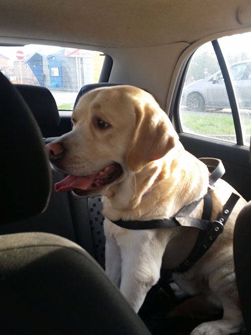 Sali, labrador w potrzebie