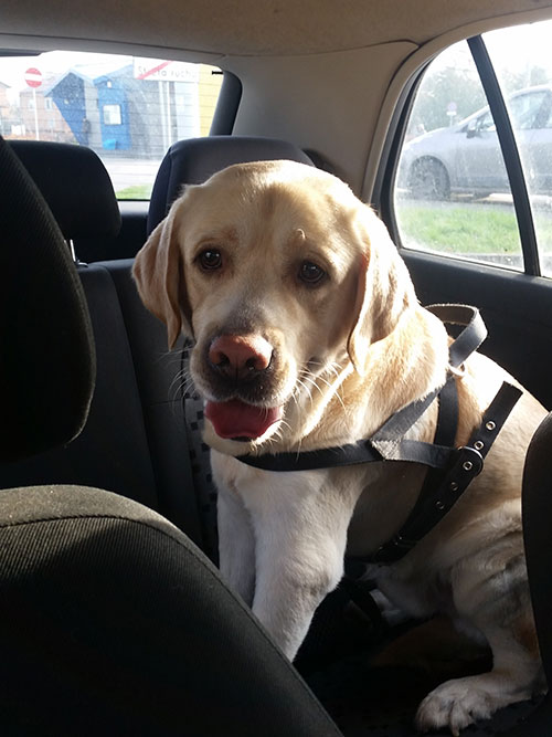 Sali, labrador w potrzebie