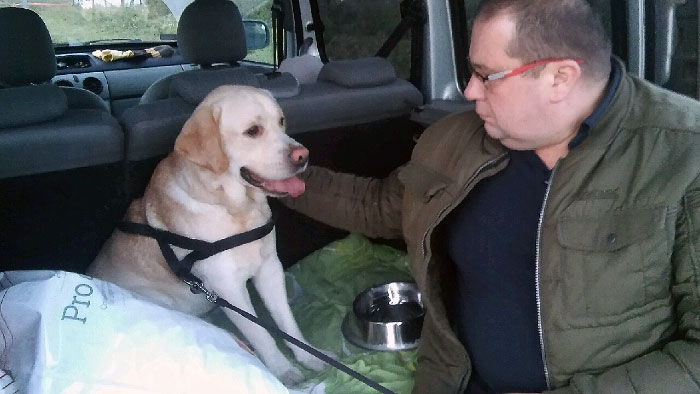 Sali, labrador w potrzebie