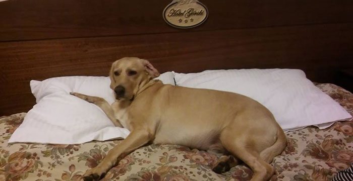 labrador Tobi