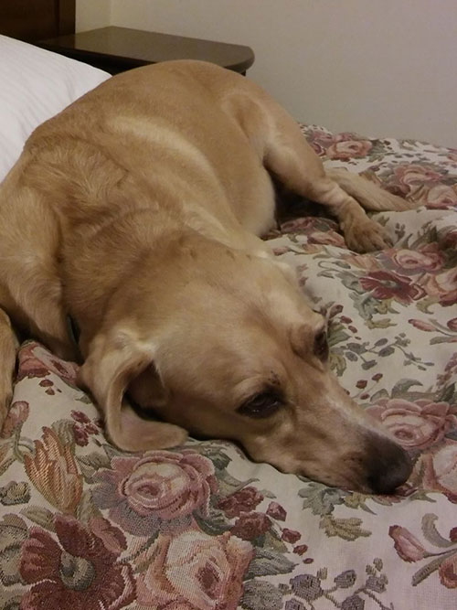 labrador Tobi