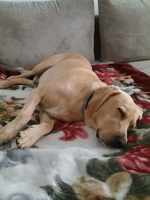 labrador Tobi