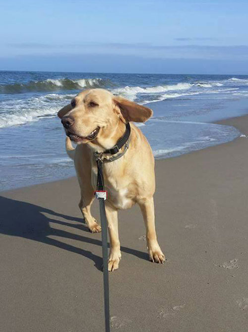 labrador Tobi