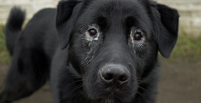 Baster, labrador do adopcji