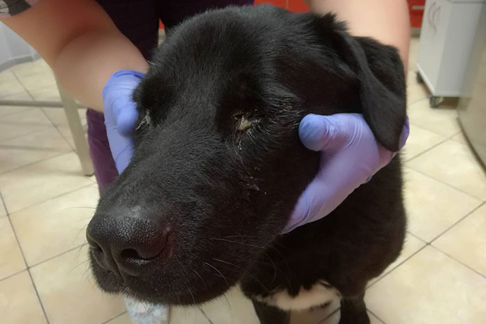 Baster, labrador do adopcji