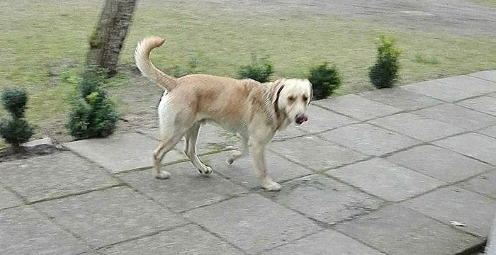 Labrador w potrzebie