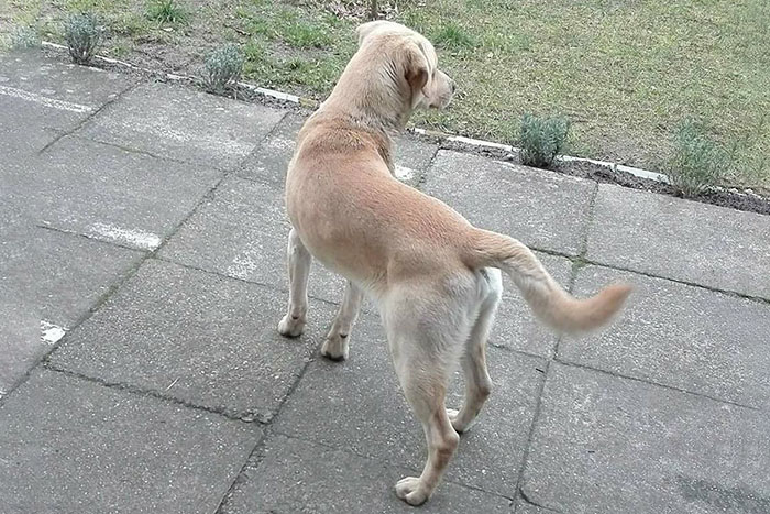 Labrador w potrzebie