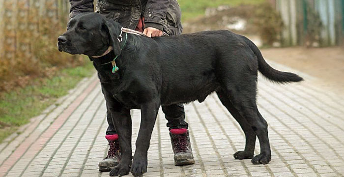 Boss, labrador do adopcji