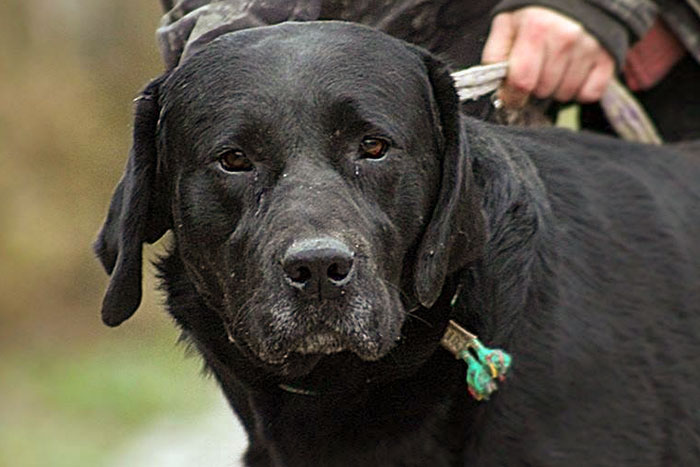 Boss, labrador do adopcji