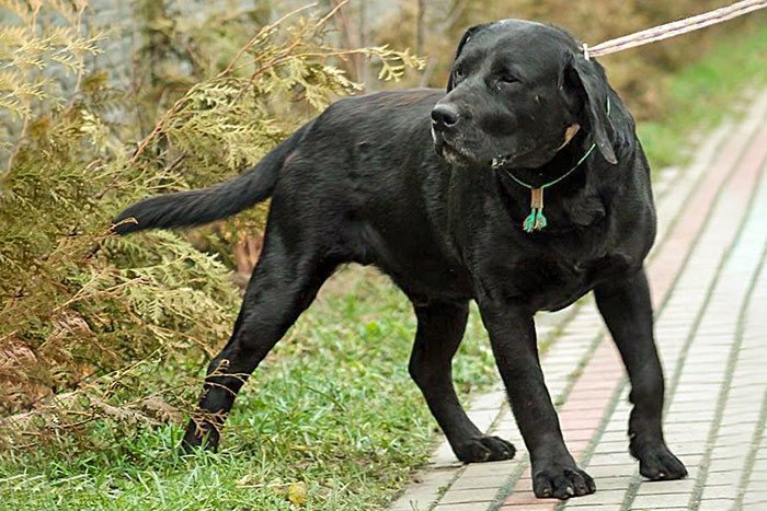 Boss, labrador do adopcji