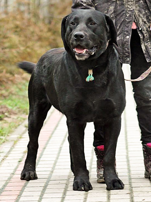 Boss, labrador do adopcji