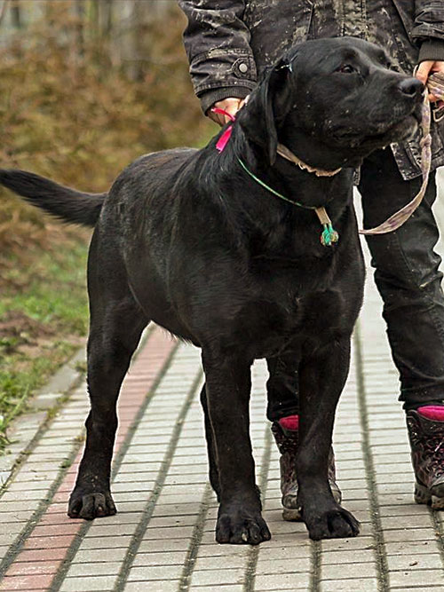 Boss, labrador do adopcji