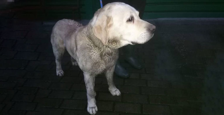 labrador w potrzebie