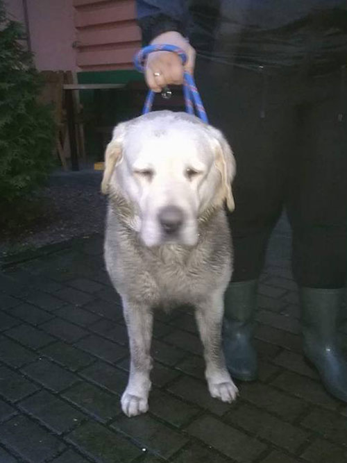 labrador w potrzebie