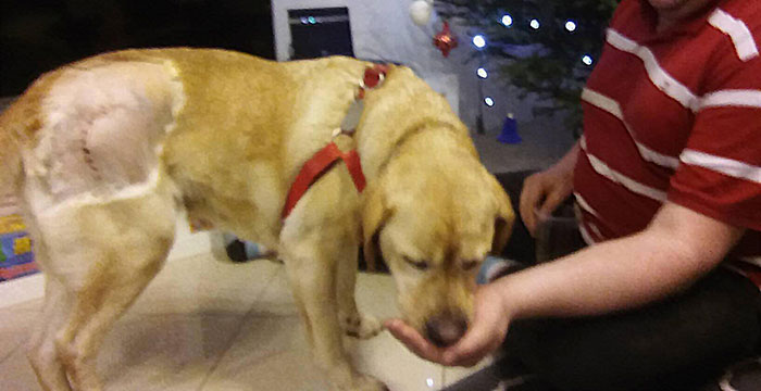 Gildia, labradorka w potrzebie
