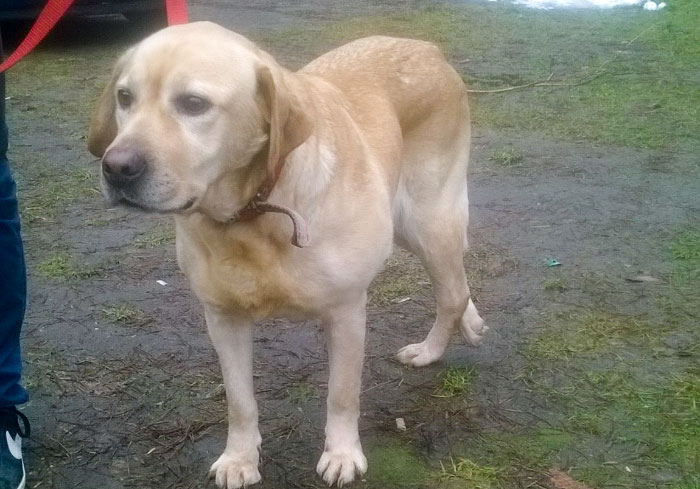 Gildia, labradorka w potrzebie