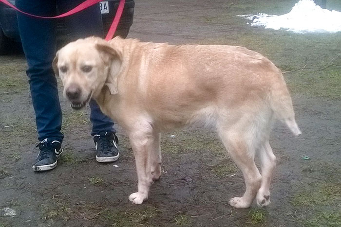 Gildia, labradorka w potrzebie