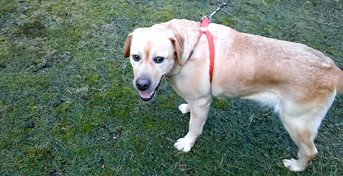 Gildia, labradorka w potrzebie
