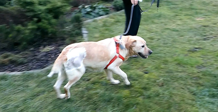Gildia, labradorka w potrzebie