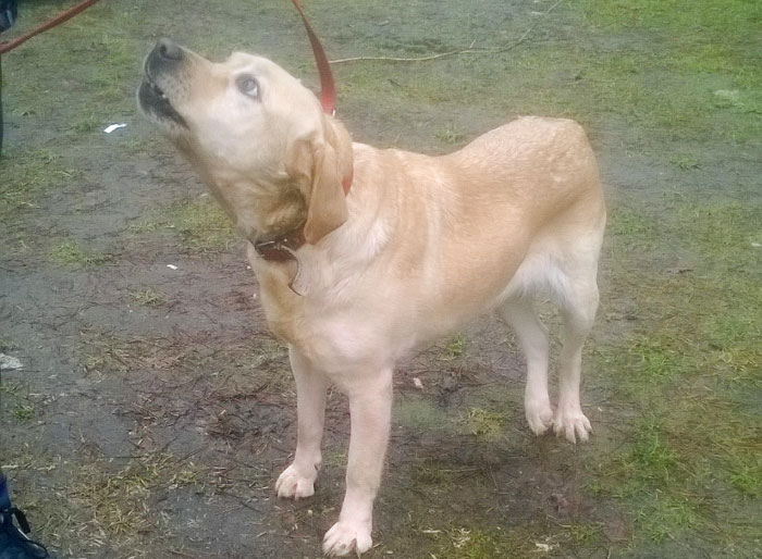 Gildia, labradorka w potrzebie