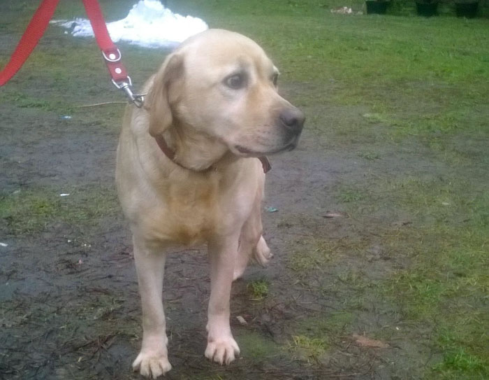 Gildia, labradorka w potrzebie
