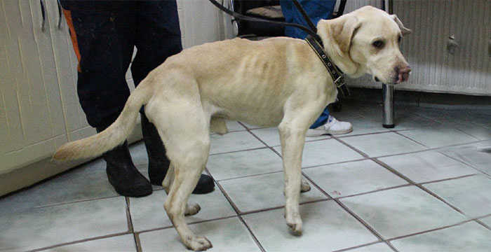 Kacper, labrador do adopcji