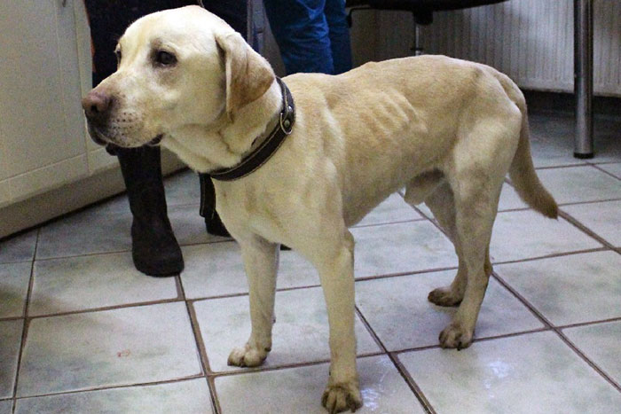 Kacper, labrador do adopcji